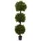 6.5ft. Potted Sweet Bay Triple Ball Topiary Plant